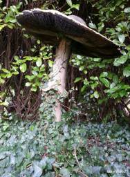 Mushrooms / Apercu n 2