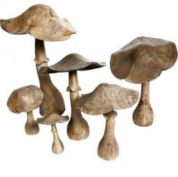 Mushrooms / Apercu n 4